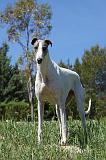 GREYHOUND 024